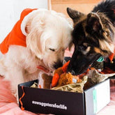 Christmas Gift Box for Dogs | Christmas Presents | Golden Swag